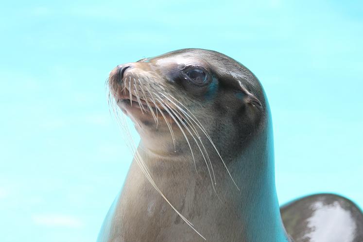 Pour nourrir chaque jour ses sept cents animaux, le parc zoologique d’Amiens dispose d’une cuisine centrale où une équipe de soigneurs et de cuisiniers préparent les repas en fonction des besoins énergétiques de chaque espèce. Depuis quelques jours, certains de ces repas sont préparés avec des produits issus de fermes de la Somme.