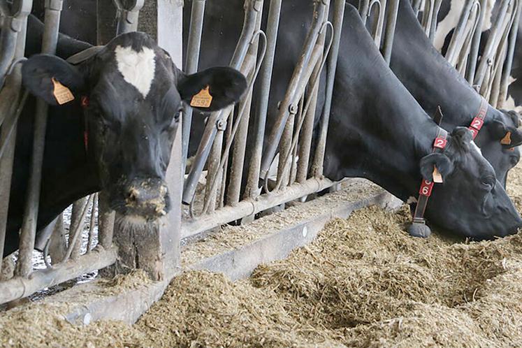 Dans sa démarche de développement durable, la coopérative s’est fixée un objectif d’audits «bien-être animal» selon l’outil Boviwell dans toutes les exploitations qu’elle collecte d’ici fin 2023. 