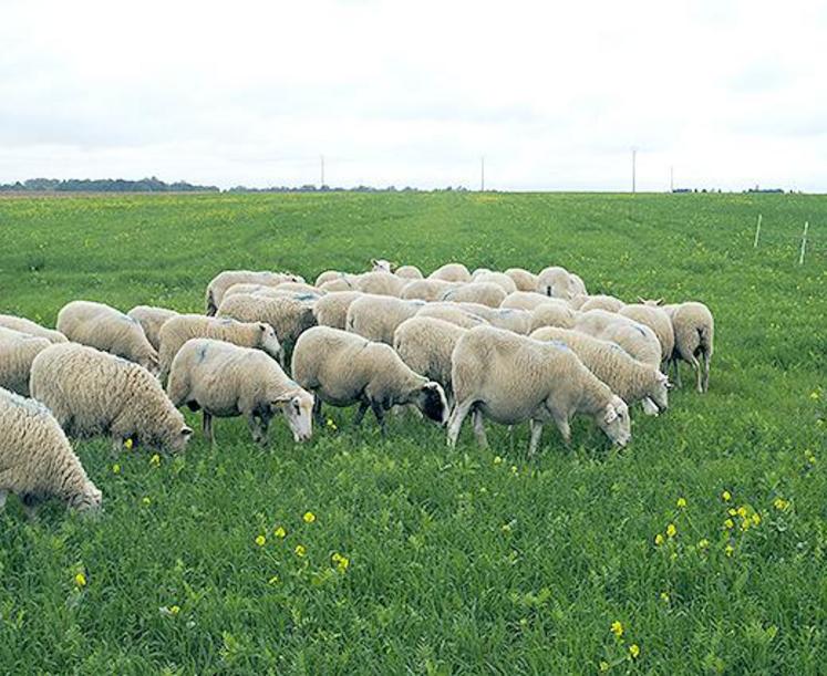 De nouvelles références qui chiffrent les intérêts respectifs 
du céréalier et de l’éleveur.