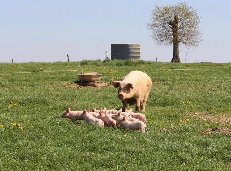 L’utilisation des fourrages dans l’alimentation des monogastriques en agriculture biologique présente un certain potentiel qu’il convient de valoriser.