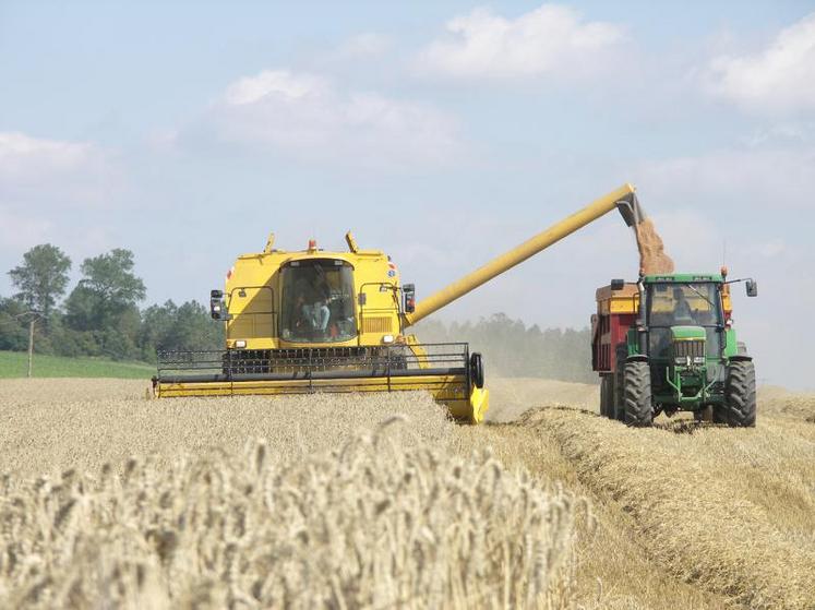 Les blés tendres français atteignent en 2019 des poids spécifiques (PS) exceptionnels qui offrent à cette campagne
la deuxième meilleure performance des vingt dernières années après 2015.