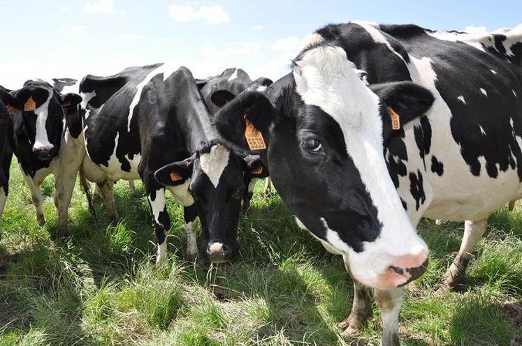 L’Italie et l’Espagne ont réduit leur demande de lait spot français.