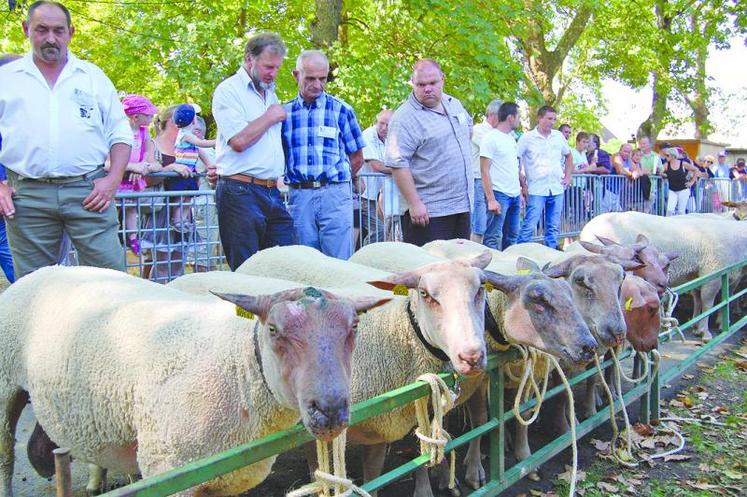 Le concours national de mouton charollais débutera dès 6h15 avec le classement de près de 300 animaux venus de toute 
la France. Cette année, il se fera à l’abri sous le grand hall des expositions de Charolles.