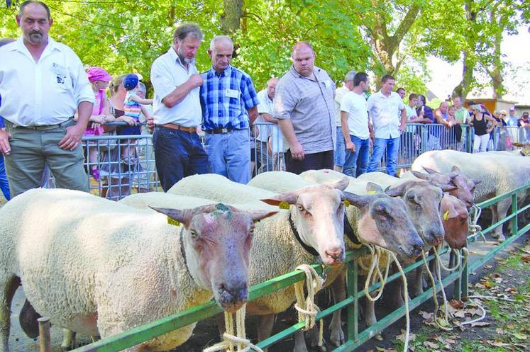 Le concours national de mouton charollais débutera dès 6h15 avec le classement de près de 300 animaux venus de toute 
la France. Cette année, il se fera à l’abri sous le grand hall des expositions de Charolles.