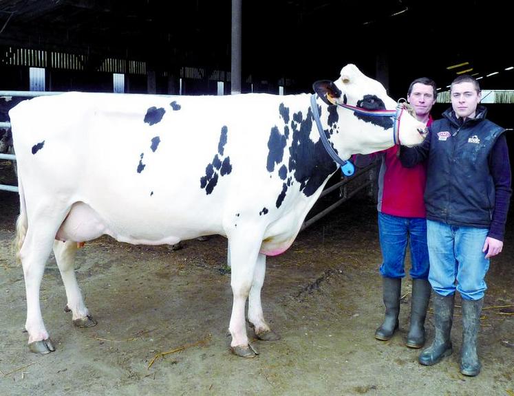 Alain Popot et son fils Marc vont représenter la Somme avec Fanfare dans le très relevé concours Prim'Holstein de Paris.