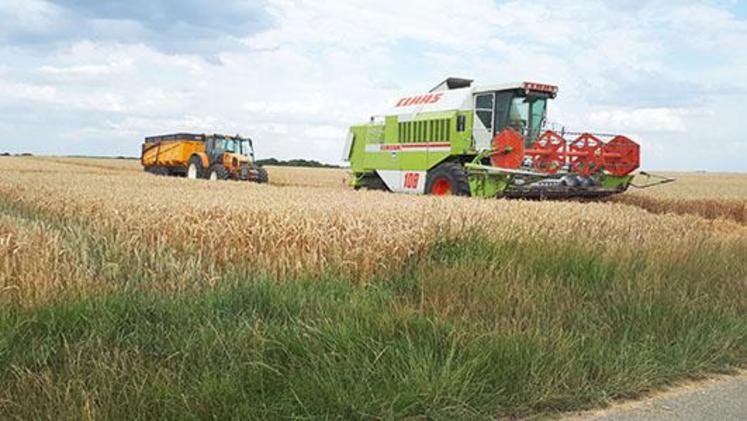 Dans le département, les rendements en blé varient entre 65 et 120 qx/ha.