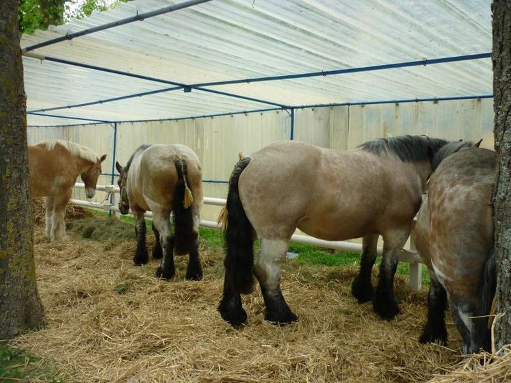 La foire Saint-Clément est une des plus grandes du département. Elle est réputée pour son concours de chevaux.