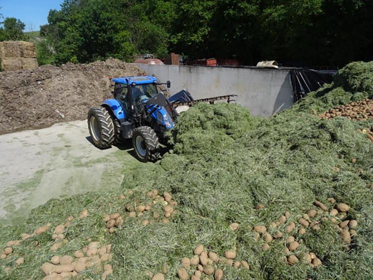 Pour absorber un volume conséquent de pomme de terre, son ensilage avec de l’herbe est idéal.