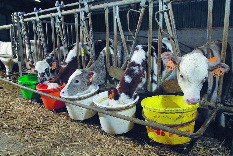 Alors qu’il est fortement pratiqué en Irlande (30 %), le croisement viande est peu utilisé par les éleveurs laitiers français, notamment en raison de la politique intensive de renouvellement des troupeaux laitiers.