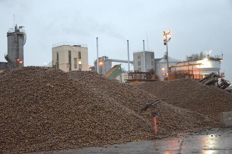 Les réceptions de pommes de terre féculières ont pris fin le 17 janvier. L’arrêt de la féculerie devrait avoir lieu, quant 
à lui, le 19 ou le 20 janvier..