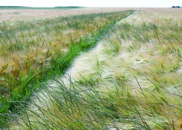 Présence de ray-grass dans un champ de céréales.