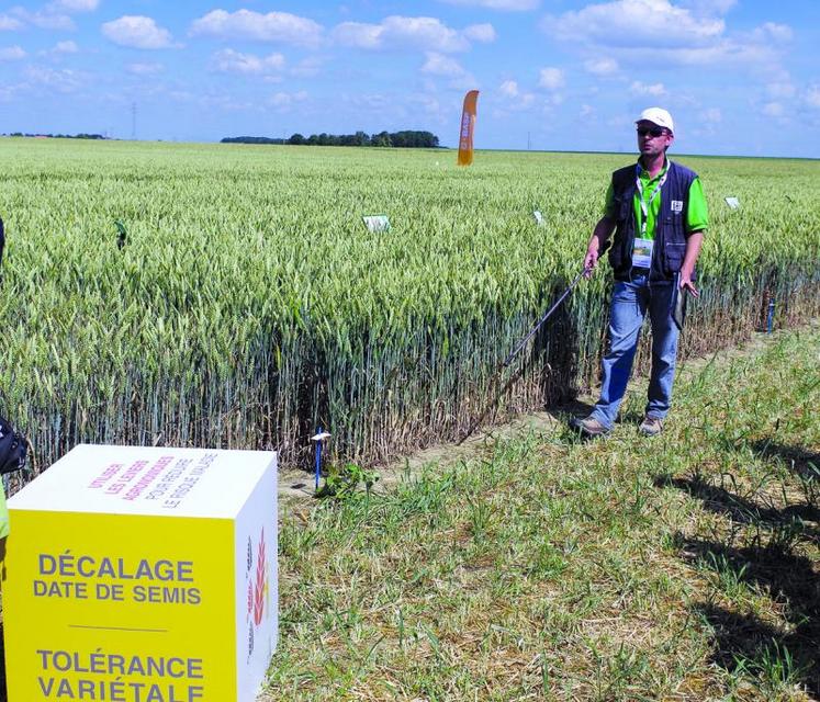 Essais sur la sensibilité des variétés de blé aux maladies. Parmi les quatre variétés testées : Alixan, Istabrac, Trapez et Bergamo, cette dernière apparaît comme la moins sensible à la rouille jaune et à la septoriose.