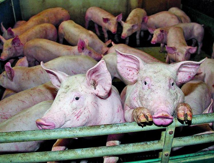 Selon l'Inaporc, 10 % des élevages porcins français ne survivraient pas à la crise.