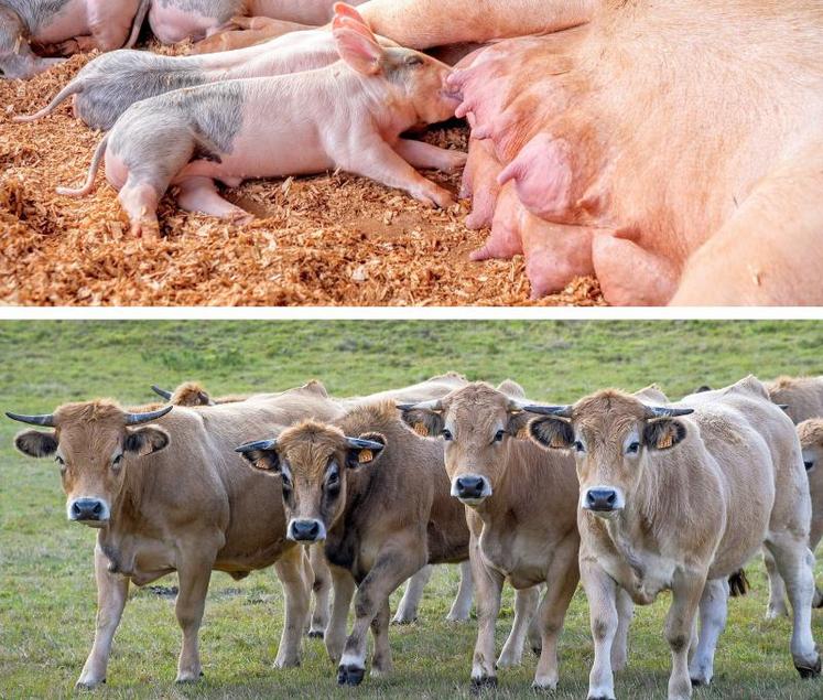 Pour Jean-Michel Regnier, le bien-être animal est une question essentielle, car «les images chocs relayées font beaucoup de mal à la profession. Chaque scandale, c’est une érosion de la consommation