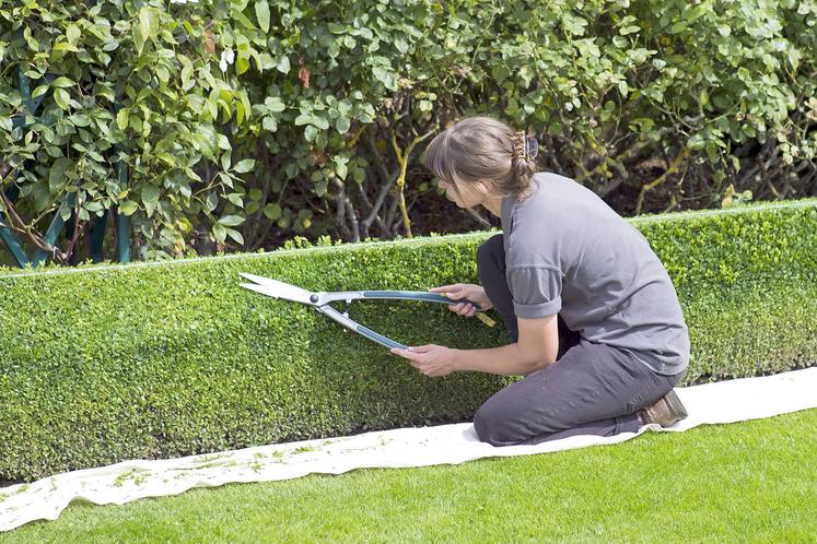 L’année 2021 pourrait être «exceptionnelle» pour la filière des végétaux d’ornement avec un réel engouement des Français pour l’aménagement de leurs extérieurs.