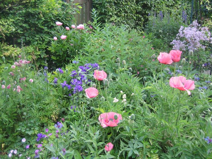 À Suzanne, charmant village de la Haute Somme au bord de l’eau,  le jardin de Lilith est un jardin de collectionneur dédié aux plantes  parfumées, aux vivaces, plantes aromatiques et médicinales.  Visite libre ou commentée vendredi 4 juin de 14h à 14h30.  Tél. : 03 22 76 23 39. 