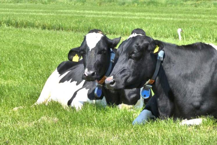 Malgré une embellie du prix du lait en 2019, d’importantes disparités restent constatées selon les entreprises.