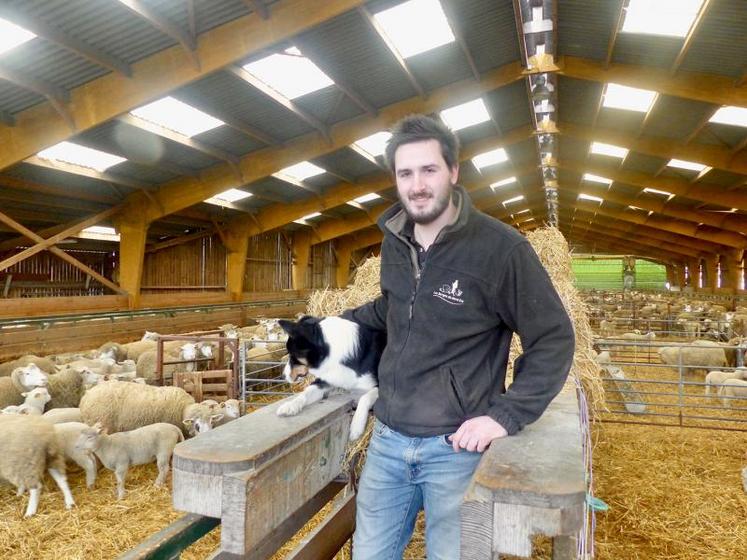 Pour l’installation d’Émile, 250 brebis ont complété le troupeau. La gestion du pâturage et les installations 
ont été optimisés.