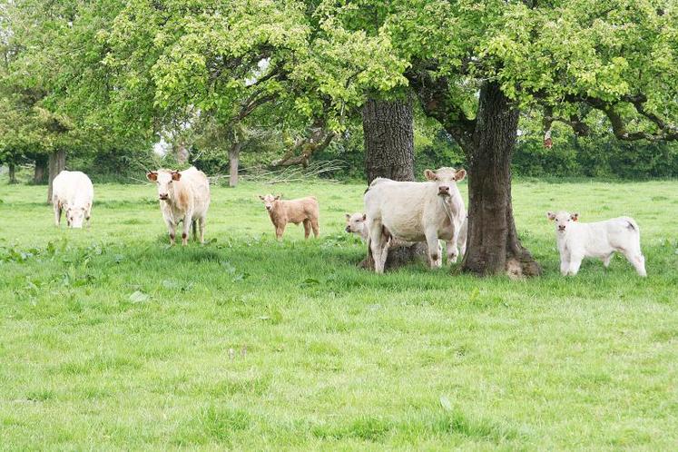 Certaines espèces ligneuses sont tout à fait adaptées d’un point de vue de la valeur alimentaire à des utilisations variées (types d’animaux, mode d’alimentation).