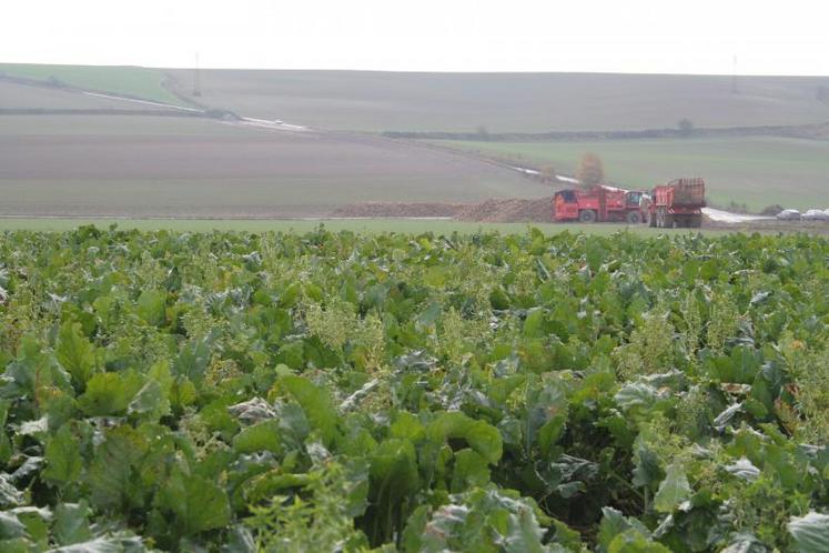 Préservation de la structure du sol, réduction des charges de mécanisation et de la levée des adventices, optimisation de la fertilisation... le choix du semis direct en betterave présente bien des intérêts. 
