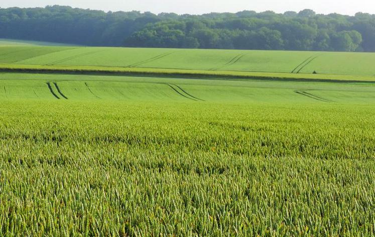 En Picardie, les premières moissons de blé ne sont pas envisagées avant la première quinzaine d’août.