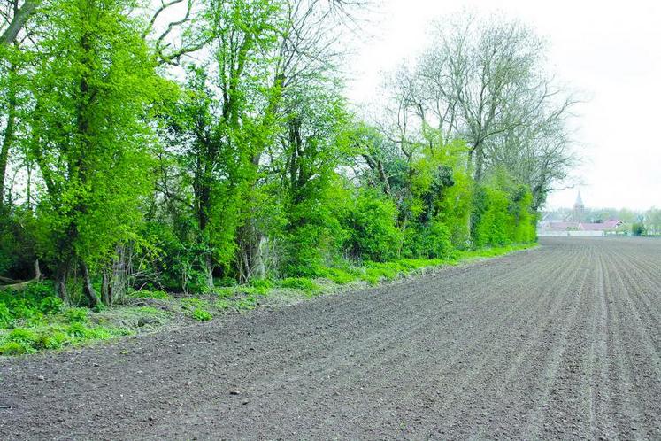 Toutes les haies présentes au 1er janvier 2015 sont considérées comme des particularités topographiques.