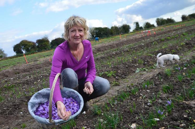 Anne Poupart ouvre les portes de sa ferme «Safran de la Baie de Somme», mardi 10 et vendredi 13 octobre, de 10h à 12h.