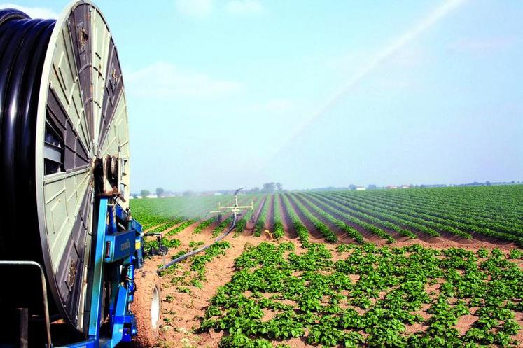 Adopter une stratégie d’irrigation pour éviter les stress hydriques précoces.