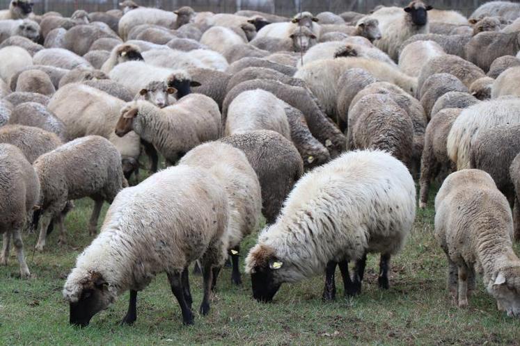 Diffuser les meilleures pratiques et les innovations reste un des principaux objectifs de SheepNet.