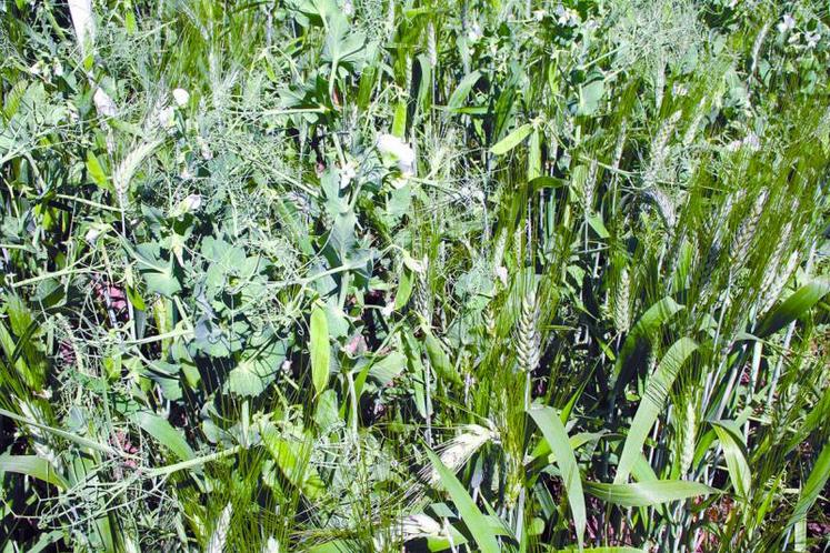 Si les légumineuses favorisent l’autonomie en azote, leur association ne permet pas de produire plus de céréales avec autant d’azote ou de produire autant de céréales avec moins d’azote.