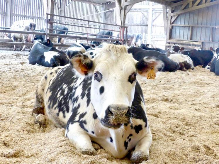 Pour Benoît Rigolle, la litière en anas de lin est un gain de temps et elle est plus performante pour les vaches.