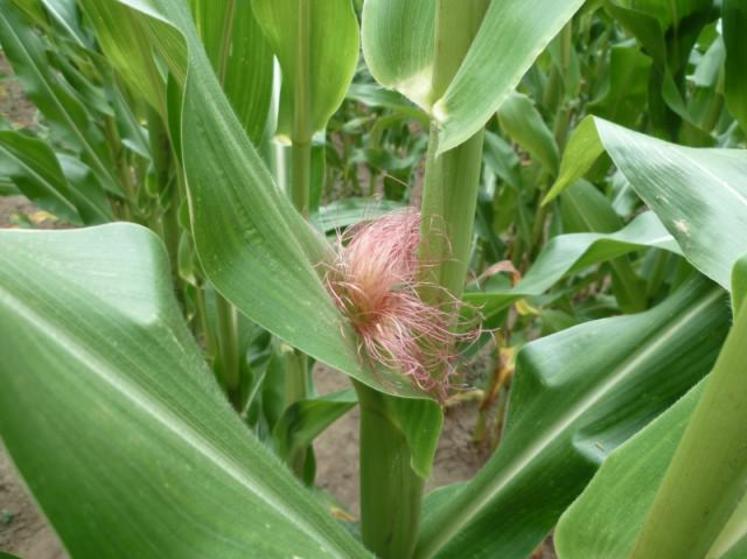 Les maïs sont considérés comme fleuris quand les soies sont sorties sur 50 % 
des tiges.