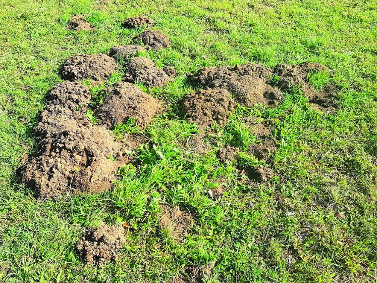 campagnols Saint-Nectaire