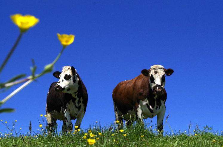 A Liercourt (80), un agriculteur constate une pousse de l’herbe est au ralenti.