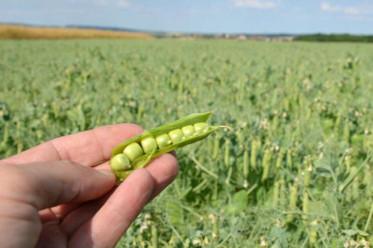 Pois fin floraison.