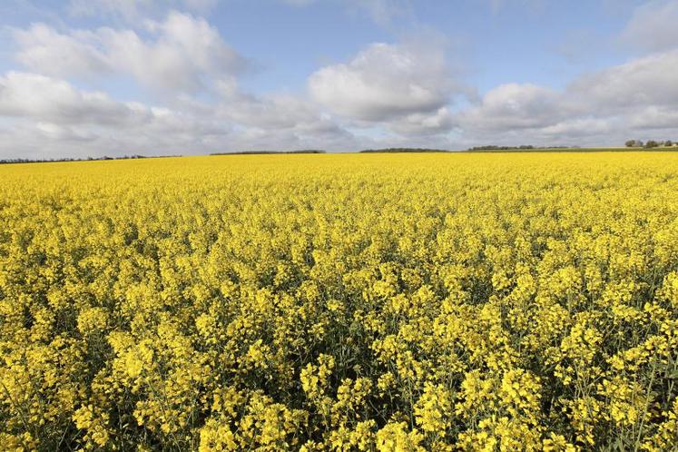 La baisse des surfaces en colza et tournesol inquiète particulièrement les producteurs d'oléoprotéagineux confrontés à des impasses techniques.