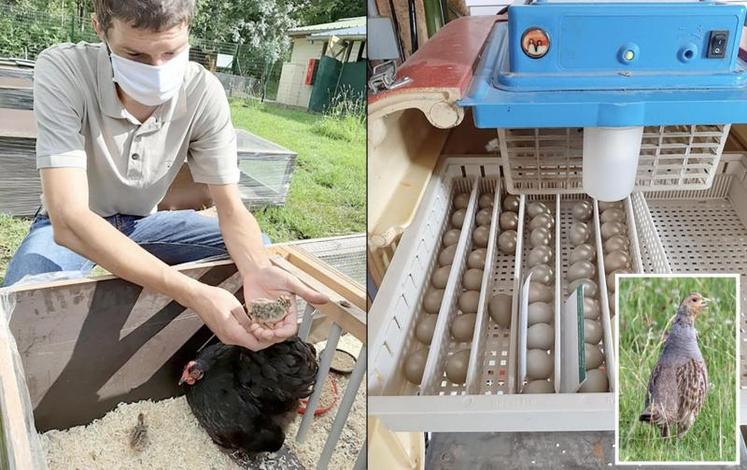 Depuis le 11 mai, sept nids ont été récoltés par le centre de sauvetage. Les œufs y sont choyés pour mener à bien 
les couvées.