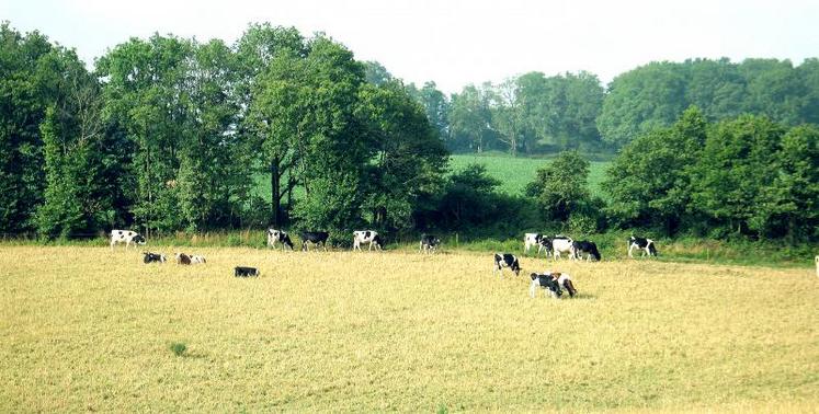 Les prairies sont complètement desséchées et bon nombre d’éleveurs ont commencé à complémenter l’alimentation 
des animaux en utilisant leurs stocks. 