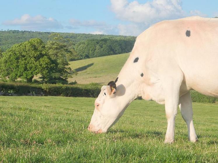 Un excédent engendre toujours une baisse des prix. Les éleveurs laitiers sont donc priés de maîtriser leur volume malgré le pic de production printanier.