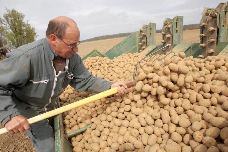 La plantation reste une étape primordiale dans la conduite de la culture.