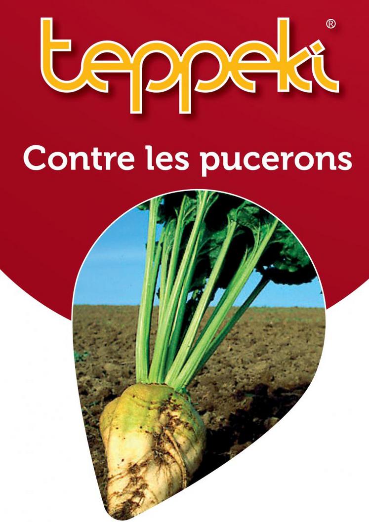 La solution Teppeki est désormais autorisée à partir du stade 2 feuilles contre 6 auparavant dans le cadre d'une lutte contre le puceron vert sur betteraves.