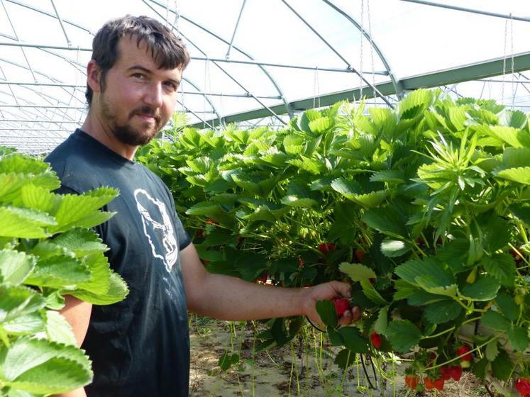 Guillaume Bleuet : «Je cherche le goût plutôt que le rendement, car lorsque quelqu’un mange une bonne fraise, il revient.»