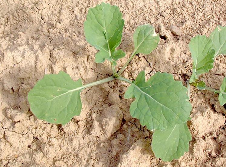 Atteindre le stade 4 feuilles avant le 20 septembre permet d’éviter les attaques nuisibles de la grosse altise adulte.