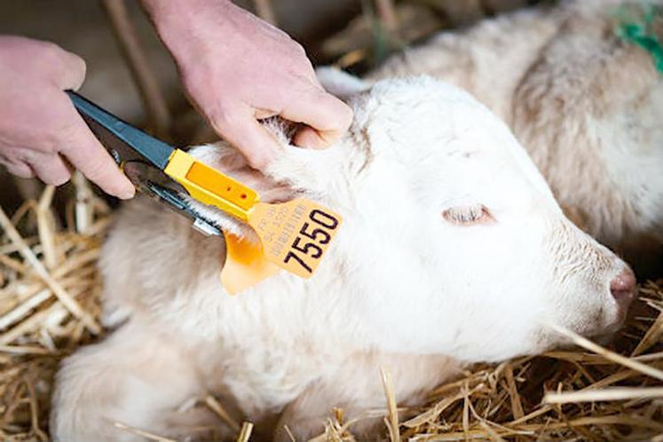 Depuis le 2 août, tous les éleveurs doivent poser une boucle de dépistage BVD sur l’oreille droite du veau dès sa naissance.