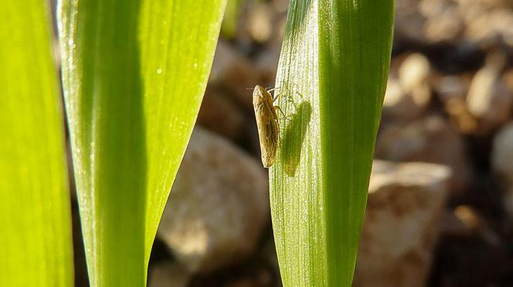 Si une forte activité de cicadelles est observée, un traitement est à réaliser.