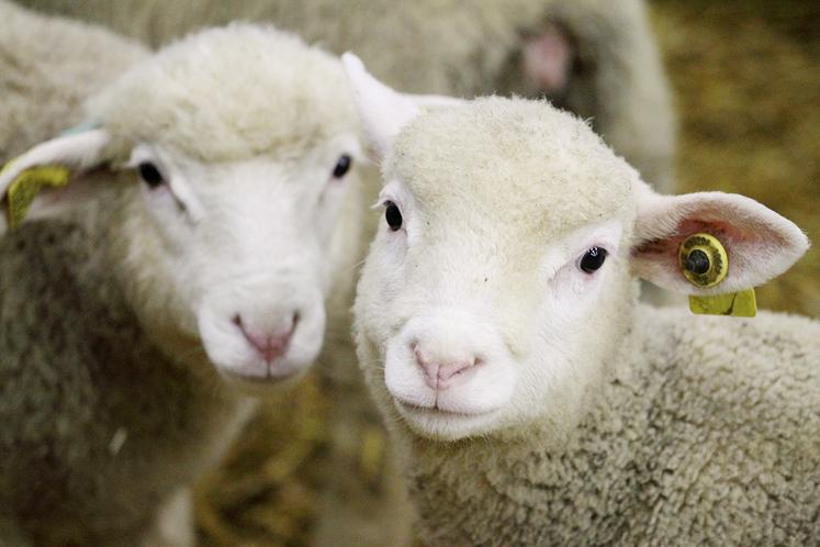 Les moutons Île-de-France seront à l’honneur au Salon de l’agriculture de Paris.