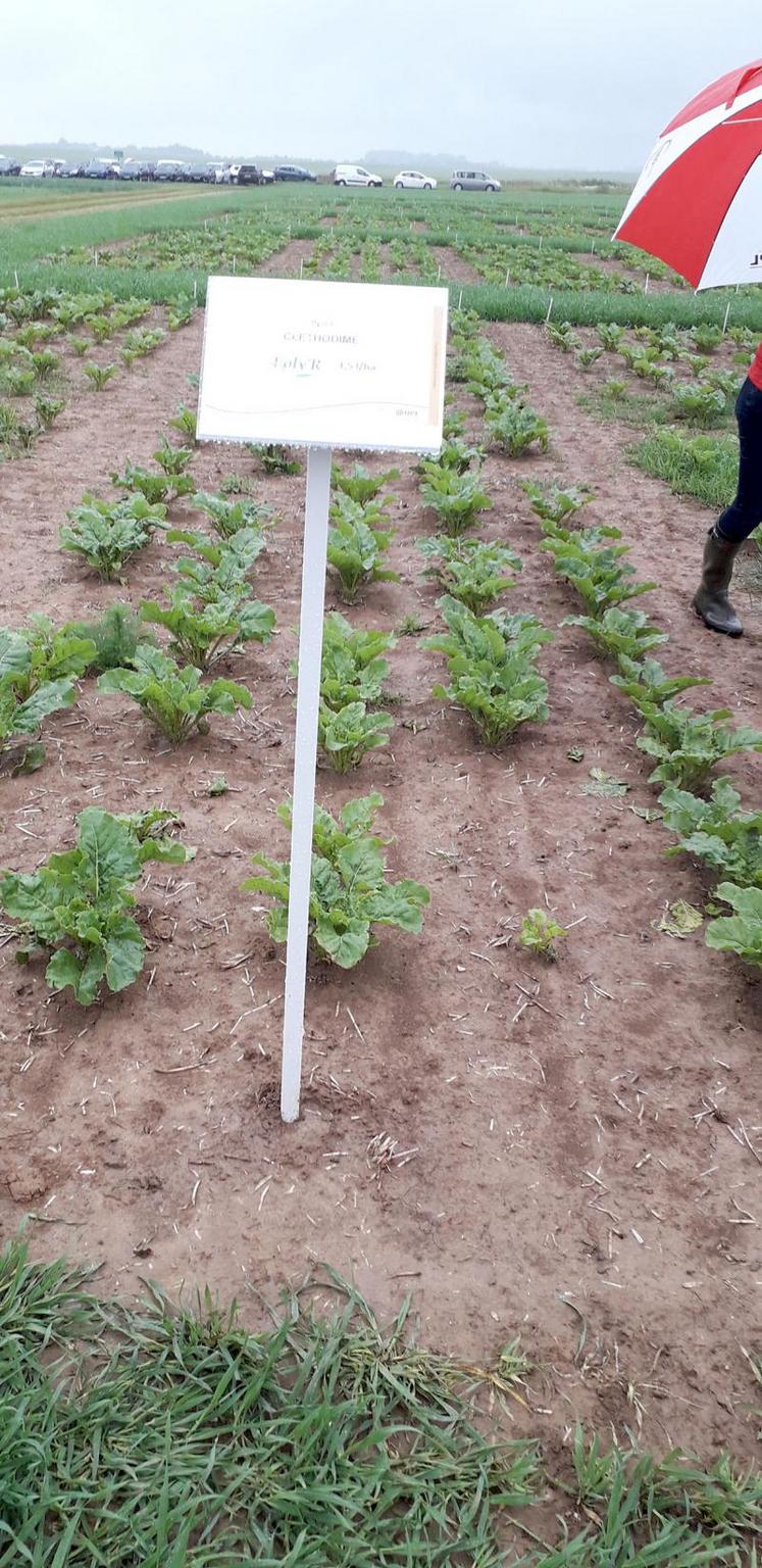 Essais désherbage betteraves, variété Charcot, semées le 28 février 2019.