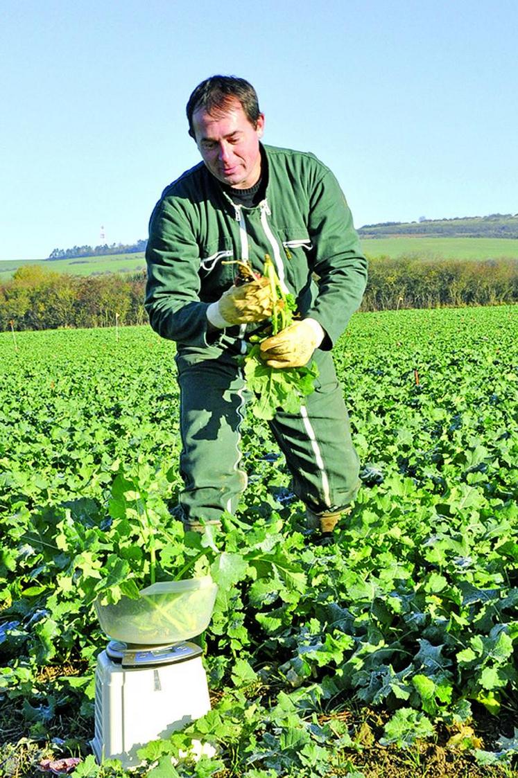 Utiliser un outil pour mesurer la biomasse du colza précisément.