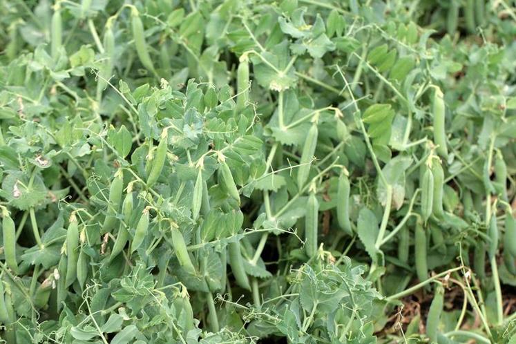 Alors que la sole française de pois a dégringolé depuis les années 1990, elle pourrait profiter d’un renouveau.