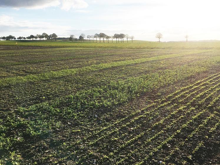 Plateforme d'essais de légumineuses fourragères à Liercourt.